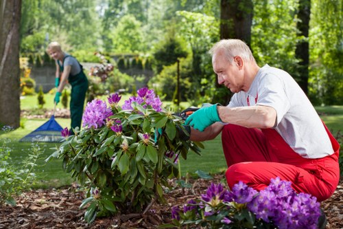 Expert team providing hedge maintenance