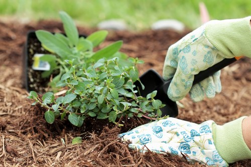 Seasonal hedge trimming being performed by a gardening expert in Osterley