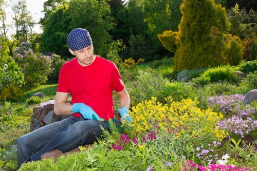 Close-up of trimmed hedge clippings ready for removal
