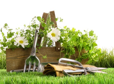 Expert gardeners performing garden clearance